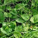 Attēlu rezultāti vaicājumam “Menispermum dauricum leaf”