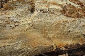 Attēlu rezultāti vaicājumam “Crustoderma dryinum”