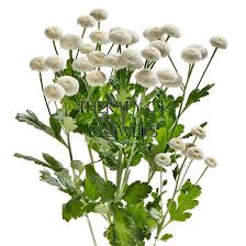 Image result for Tanacetum parthenium 'Tetraweiss'