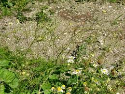 Attēlu rezultāti vaicājumam “Sisymbrium altissimum”