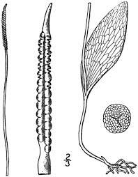 Attēlu rezultāti vaicājumam “Ophioglossum vulgatum”