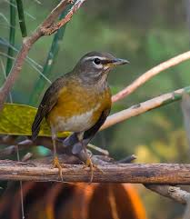 Image result for Turdus obscurus
