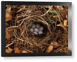 Attēlu rezultāti vaicājumam “Phylloscopus trochilus nest”
