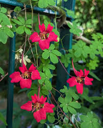 Attēlu rezultāti vaicājumam “Tropaeolaceae”
