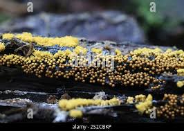 Attēlu rezultāti vaicājumam “Oligonema favogineum”