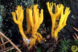 Attēlu rezultāti vaicājumam “Calocera viscosa”