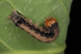 Attēlu rezultāti vaicājumam “Orthosia munda larva”
