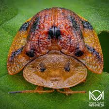 Attēlu rezultāti vaicājumam “Cribraria rubiginosa macro”