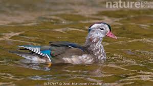 Attēlu rezultāti vaicājumam “Aix galericulata male”