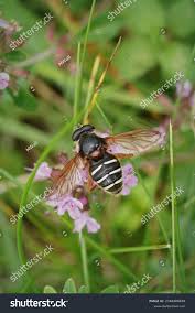 Attēlu rezultāti vaicājumam “Sericomyia lappona”