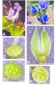 Attēlu rezultāti vaicājumam “Echium vulgare flower”