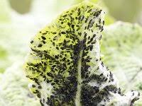 Attēlu rezultāti vaicājumam “Aphis fabae”