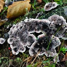 Attēlu rezultāti vaicājumam “Phellodon niger”