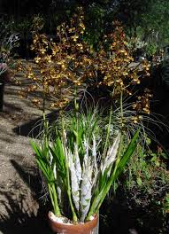 Attēlu rezultāti vaicājumam “Craterium aureum stalked”