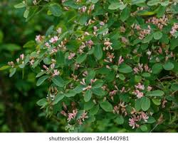 Attēlu rezultāti vaicājumam “Lonicera tatarica leaf”