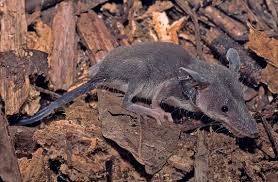 Attēlu rezultāti vaicājumam “Rhynchostegiella tenella macro”