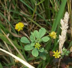 Attēlu rezultāti vaicājumam “Trifolium dubium fruit”