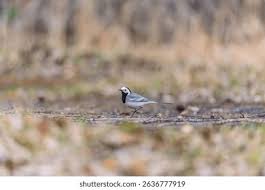 Attēlu rezultāti vaicājumam “Motacillidae”