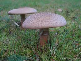 Attēlu rezultāti vaicājumam “Amanita rubescens”