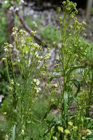 Attēlu rezultāti vaicājumam “Armoracia rusticana bud”