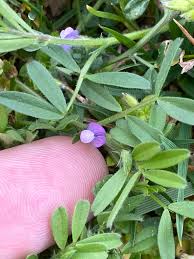 Attēlu rezultāti vaicājumam “Vicia lathyroides leaf”