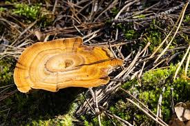 Attēlu rezultāti vaicājumam “Coltricia perennis”