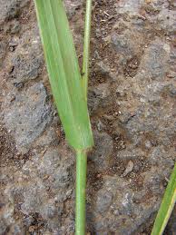 Attēlu rezultāti vaicājumam “Lolium perenne”