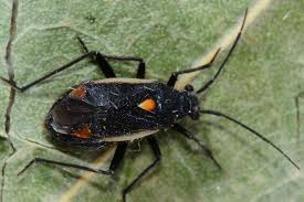 Attēlu rezultāti vaicājumam “Capsodes gothicus”