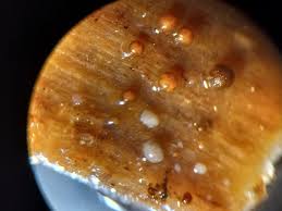 Attēlu rezultāti vaicājumam “Licea testudinacea young”