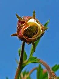 Attēlu rezultāti vaicājumam “Geum rivale flower”