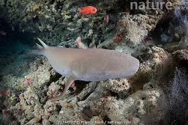 Image result for Ginglymostoma cirratum