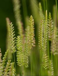 Attēlu rezultāti vaicājumam “Cynosurus cristatus flower”