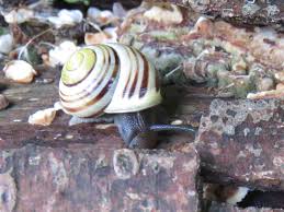 Attēlu rezultāti vaicājumam “Cepaea hortensis”