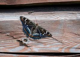 Attēlu rezultāti vaicājumam “Limenitis populi underside”