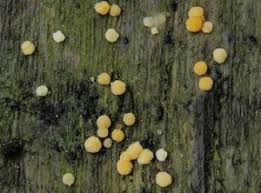 Attēlu rezultāti vaicājumam “Bactridium flavum”