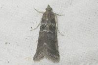 Attēlu rezultāti vaicājumam “Ortholepis betulae”