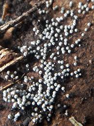 Attēlu rezultāti vaicājumam “Lasiosphaeria ovina”