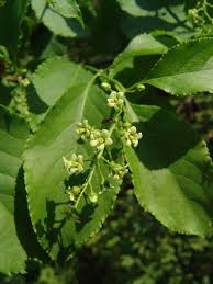 Attēlu rezultāti vaicājumam “Celastrus flagellaris”