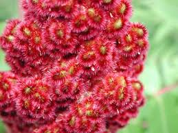 Attēlu rezultāti vaicājumam “Rhus typhina flower”