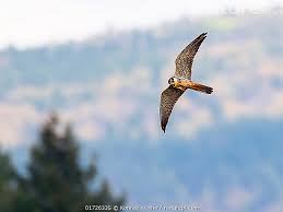 Attēlu rezultāti vaicājumam “Falco subbuteo”