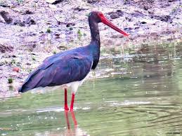 Attēlu rezultāti vaicājumam “Ciconia nigra”