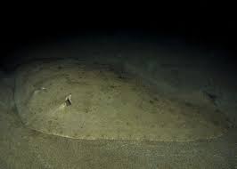 Image result for Gymnura natalensis