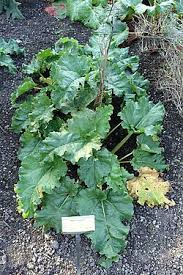 Attēlu rezultāti vaicājumam “Rheum rhabarbarum”