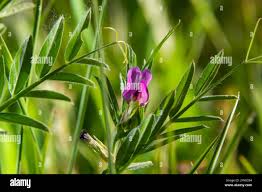 Attēlu rezultāti vaicājumam “Vicia lathyroides”