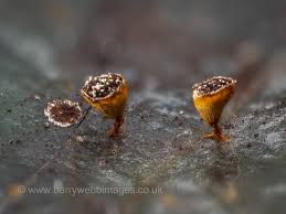 Attēlu rezultāti vaicājumam “Craterium minutum young”