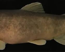 Image result for Salmo pallaryi