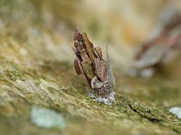 Attēlu rezultāti vaicājumam “Proutia betulina”