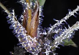 Attēlu rezultāti vaicājumam “Diachea leucopodia macro”