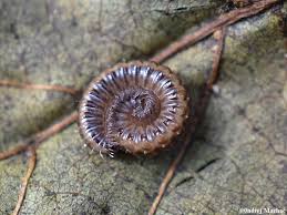 Attēlu rezultāti vaicājumam “Craspedosoma rawlinsi”