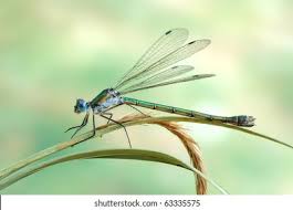 Attēlu rezultāti vaicājumam “Lestes dryas male”